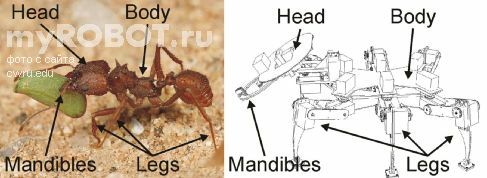 �����-������� BILL-Ant