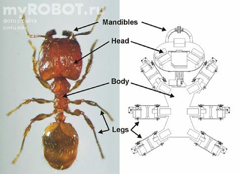 �����-������� BILL-Ant